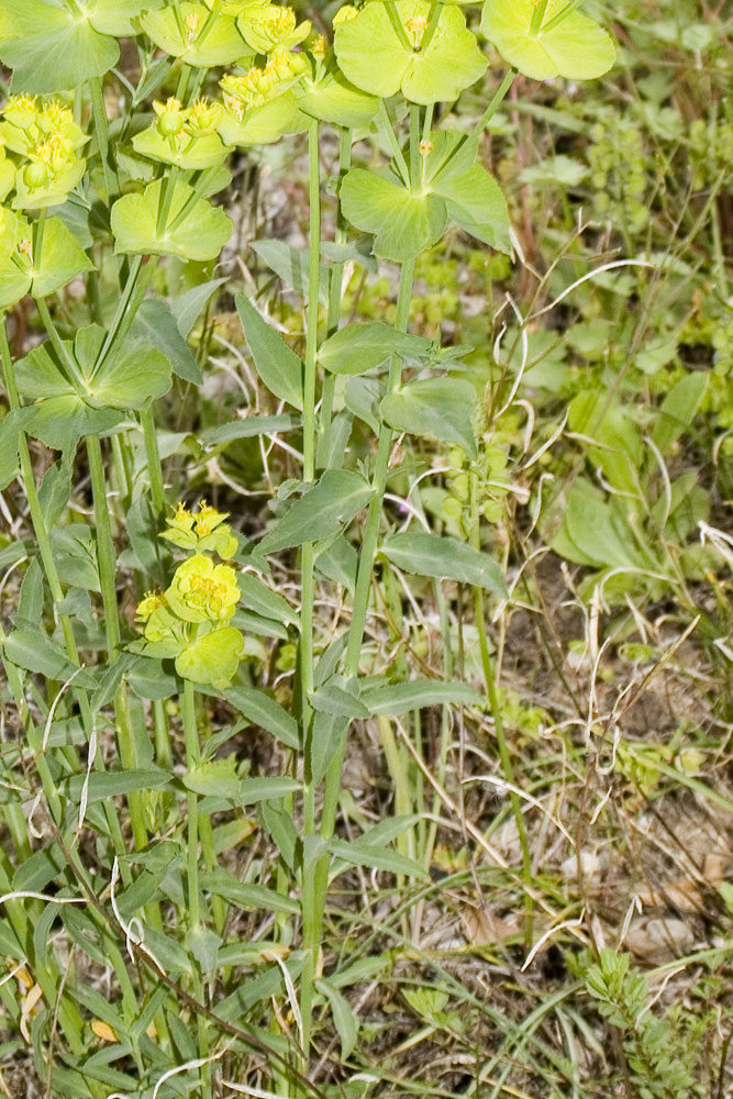 Euphorbia serrata / Euforbia dentata